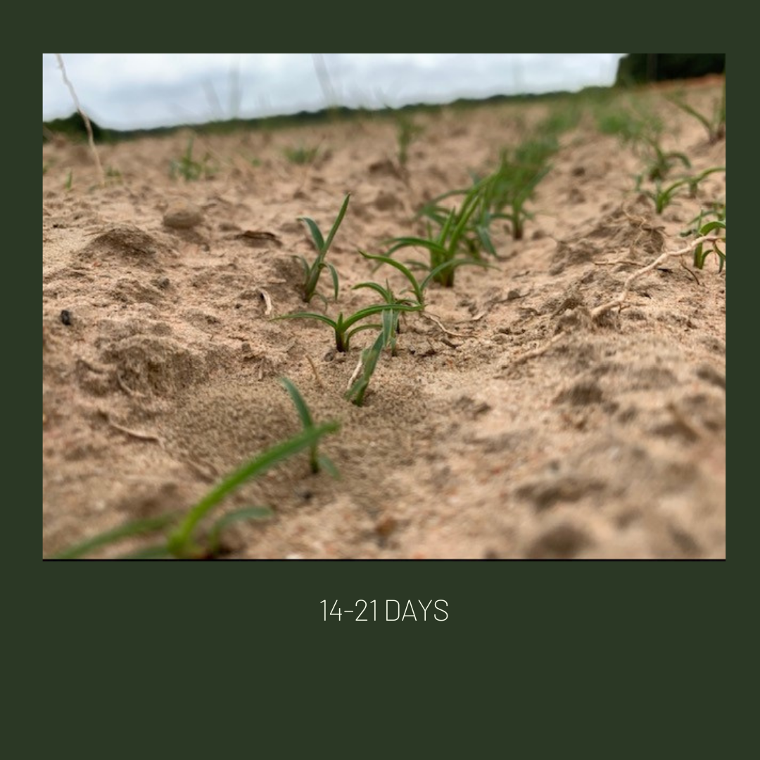 Gulf Kist Coated Centipede Seed Gulf Kist Coated Centipede Seed