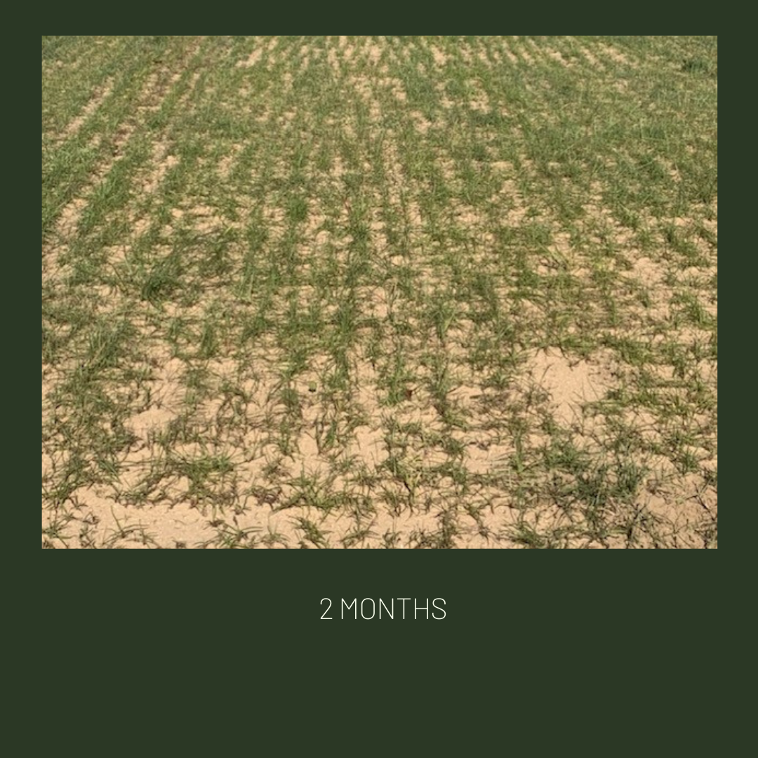 Gulf Kist Coated Centipede Seed Gulf Kist Coated Centipede Seed