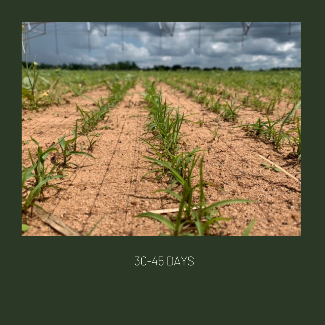 Gulf Kist Coated Centipede Seed Gulf Kist Coated Centipede Seed