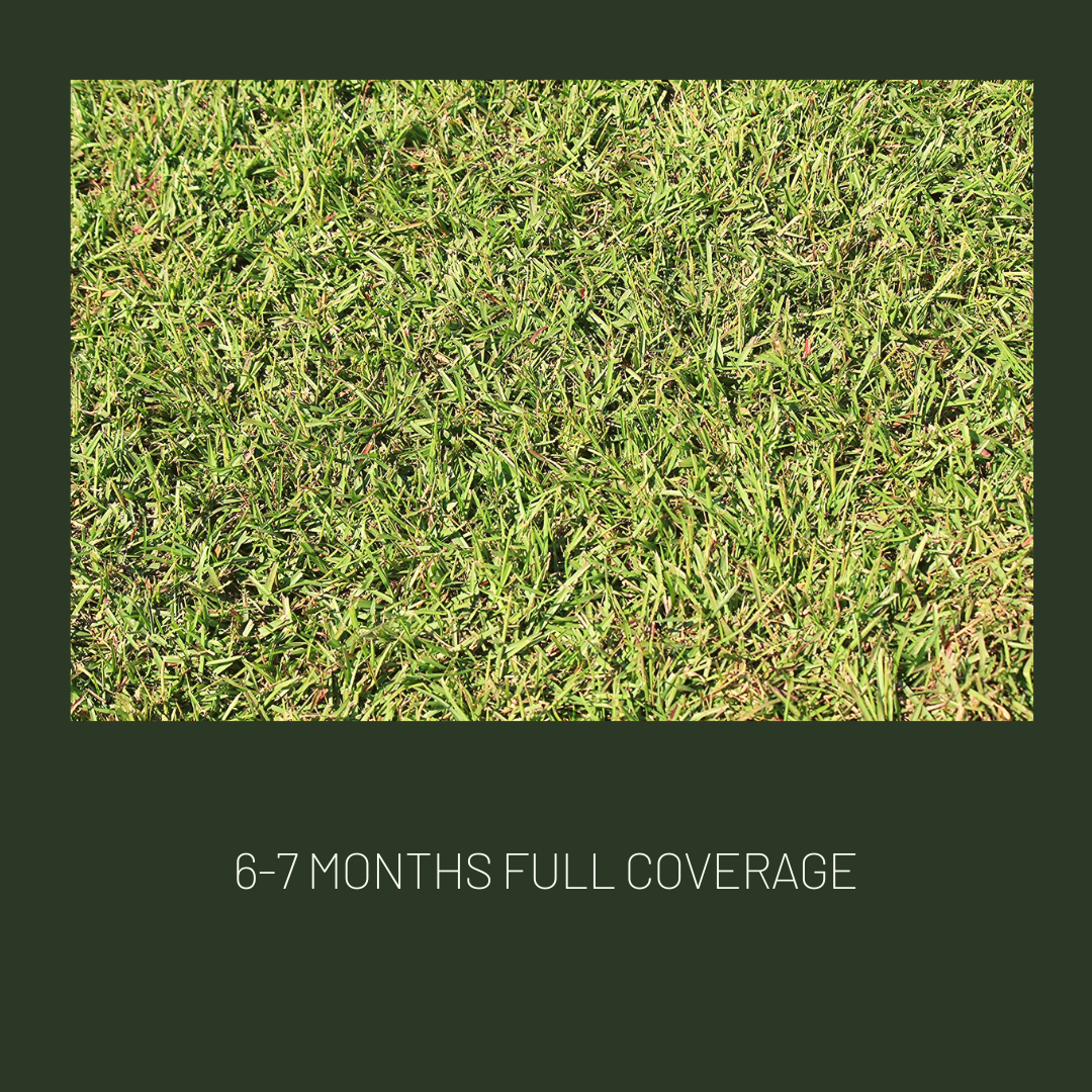 Gulf Kist Coated Centipede Seed Gulf Kist Coated Centipede Seed