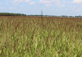 Gulf Kist Centipede Seed Gulf Kist Centipede Seed